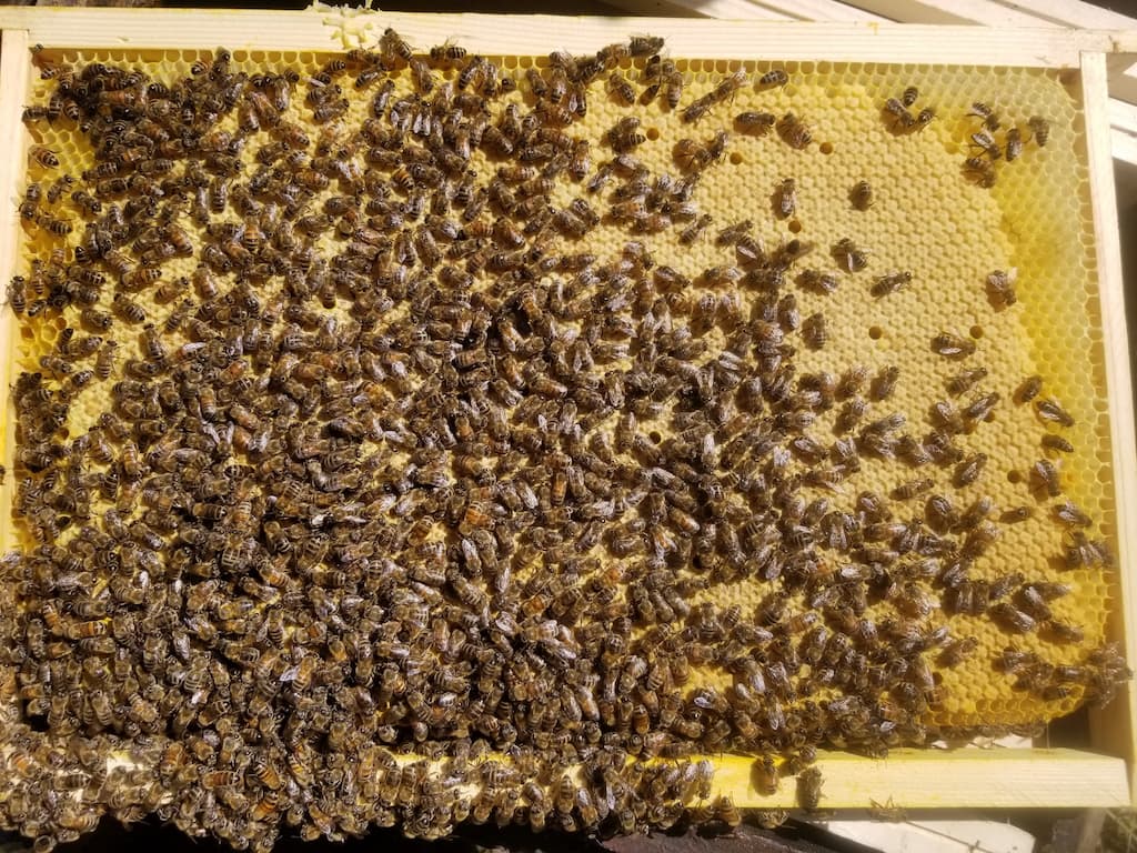 Des nuclei de fécondation